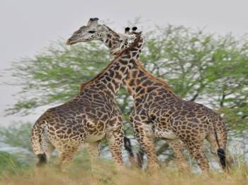 Ngorongoro Tour Packages