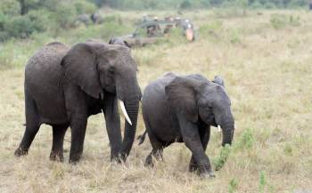 Arusha Tour Packages