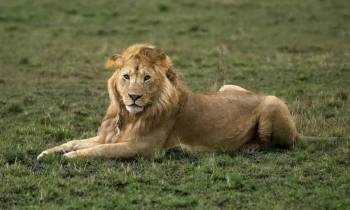 Ngorongoro Tour Packages