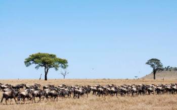 Ngorongoro Tour Packages