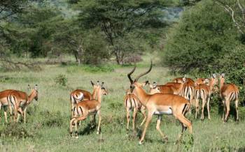 Arusha Tour Packages