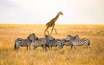 3-Day Wild Wonders in Tanzania