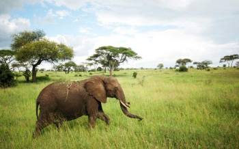 Ngorongoro Tour Packages