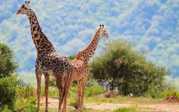 Manyara Tour Packages