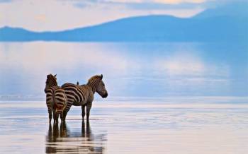 Manyara Tour Packages