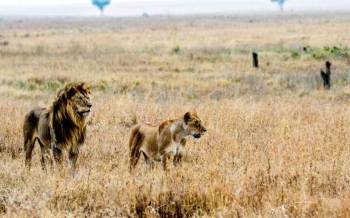 3-Day Serengeti & Ngorongoro Luxury Safari Tour