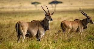 Explore the Wild- Mkomazi National Park Safari Adventure