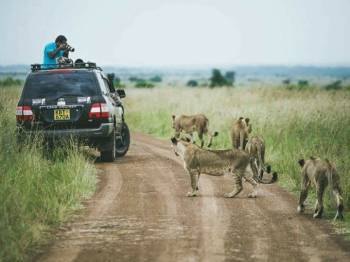 5 Nights 6 Days Amboseli - Masai Mara Safari Tour