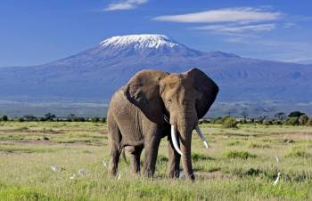 Amboseli Elephant Safari 1 Night - 2 Day Package