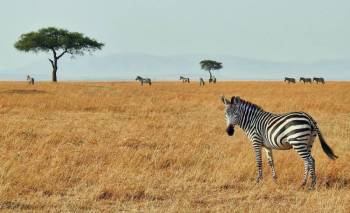 5D, 4N Mid-Budget Nairobi, Mara, Naivasha Group Tour