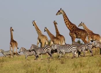 Masai Mara Tour Packages