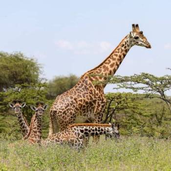 Arusha Tour Packages