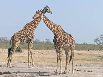 5 Days - Tanzania Splendor Safaris