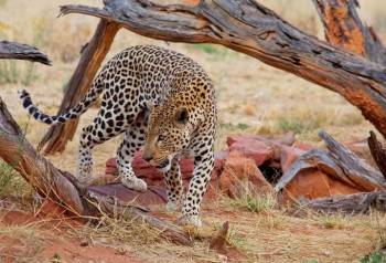 5 Days - Tanzania Splendor Safaris