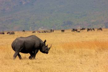 5 Days - Tanzania Splendor Safaris