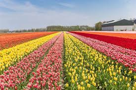 4N - 5D Kashmir Package