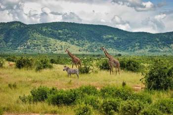 6 Days Tanzania Wildlife And Culture Experience Safari Tour