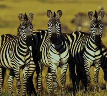 Four Days Big Five Exploration Safari In Northern Tanzania Tour