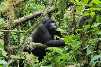 6 Days Extreme Primate Adventure Uganda Tour