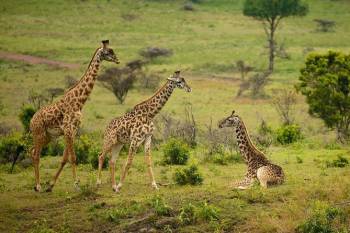 6 Days Tanzania Safari Tour