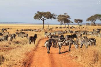 4 Days Tarangire And Serengeti Safari Tour