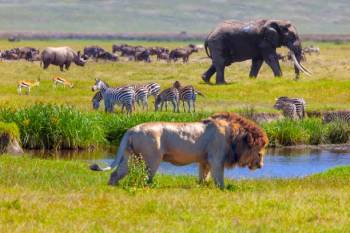 7 Days Tanzania Classic Safari Tour