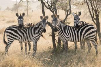 9D 8N Wounders Of Calving Season Serengeti Migrations Tour