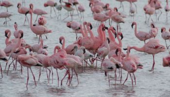 Ngorongoro Tour Packages