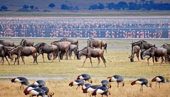 Manyara Tour Packages