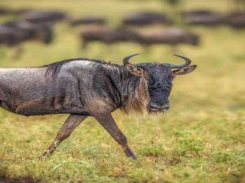 Ngorongoro Tour Packages