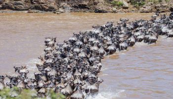 5-Day Serengeti Migration Safari