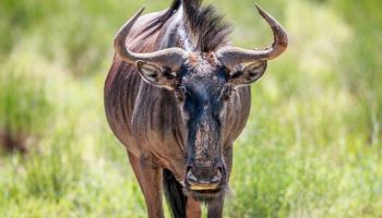 Ngorongoro Tour Packages