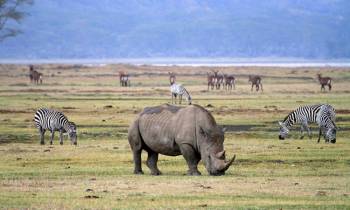 Ngorongoro Tour Packages