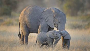 3 Days Tanzania Safari Tour