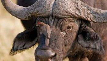 Manyara Tour Packages