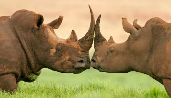 5 Days Big 5 Tanzania Safari Tour