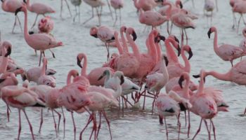 5 Days Group Joining Tanzania Safari Tour