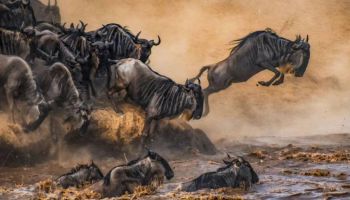 5 Days Serengeti Migration Safari Tour