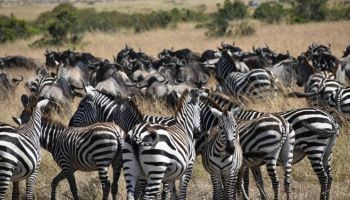 7 Days Tanzania Northern Circuit Safari Tour