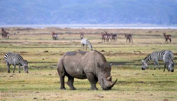 Ngorongoro Tour Packages