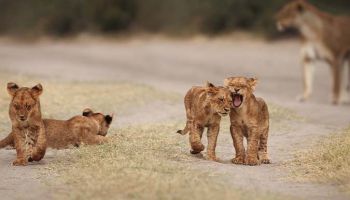 Manyara Tour Packages