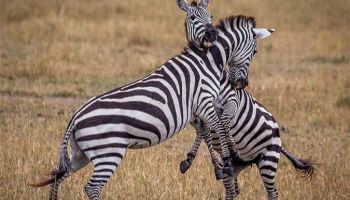 Manyara Tour Packages