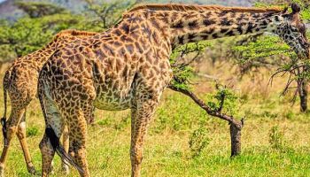 4 Days Tanzania Group Joining Safari Tour