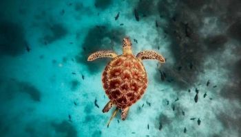 7 Days Zanzibar Beaches Safari Tour