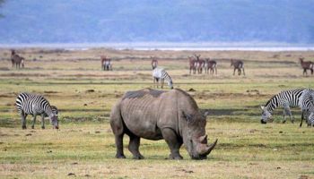 Ngorongoro Tour Packages