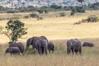 Masai Mara Tour Packages