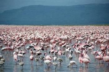 2 Day Safari Tour Of Lake Nakuru - Naivasha