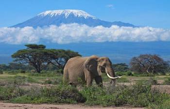 3 Day Tours To Tsavo West - Amboseli Safaris From Nairobi