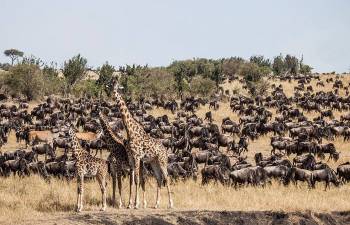 4 Day Masai Mara Safari From Nairobi