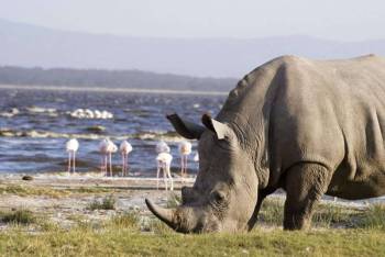 4D Safaris To Lakes Nakuru - Naivasha - Crescent Island - Masai Mara Tour